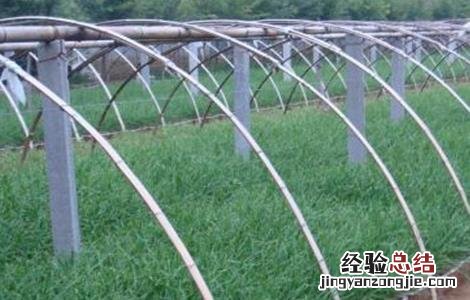冬季韭菜扣棚前后管理技术视频 冬季韭菜扣棚前后管理技术