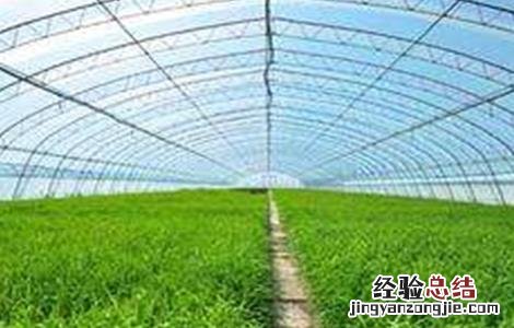 冬季韭菜扣棚前后管理技术视频 冬季韭菜扣棚前后管理技术