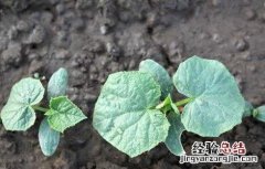 黄瓜僵苗原因和防止措施有哪些 黄瓜僵苗原因和防止措施