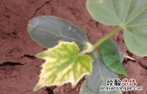 黄瓜僵苗原因和防止措施有哪些 黄瓜僵苗原因和防止措施