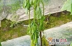 黄瓜出现高脚苗原因及防治方法 黄瓜高脚苗怎么补救