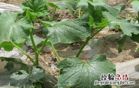 黄瓜出现高脚苗原因及防治方法 黄瓜高脚苗怎么补救