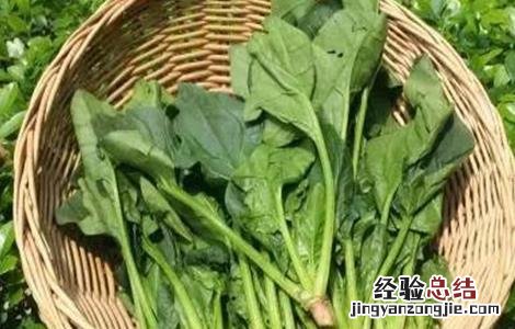 菠菜水肥管理要点 菠菜的水肥管理