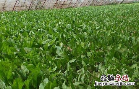 菠菜水肥管理要点 菠菜的水肥管理