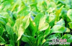 菠菜水肥管理要点 菠菜的水肥管理
