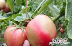 西红柿僵果的原因及防治措施 如何预防西红柿烂果
