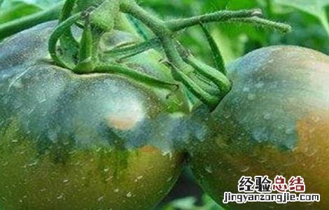西红柿僵果的原因及防治措施 如何预防西红柿烂果