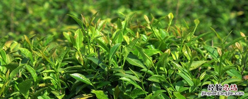 茶树开花打什么药好 用什么药促进茶花开花