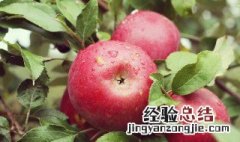苹果泥粥怎么做 苹果泥粥怎么做好喝