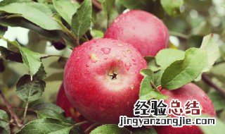 苹果泥粥怎么做 苹果泥粥怎么做好喝