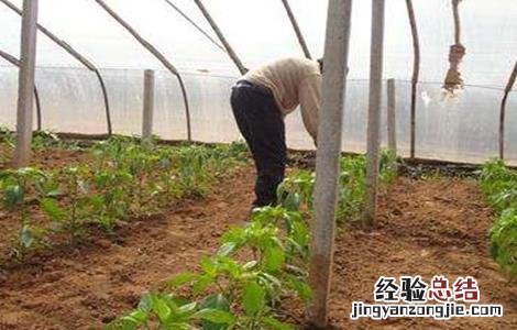 冬茬辣椒定植后该怎么管理 辣椒定植后怎样管理