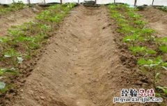 冬茬辣椒定植后该怎么管理 辣椒定植后怎样管理
