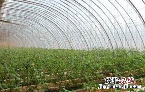 冬茬辣椒定植后该怎么管理 辣椒定植后怎样管理