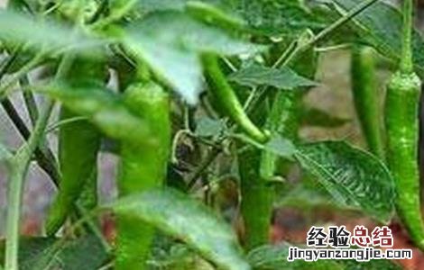冬茬辣椒定植后该怎么管理 辣椒定植后怎样管理