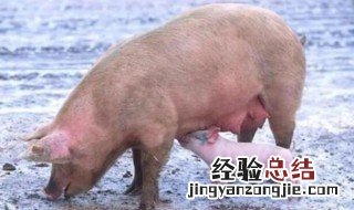 培养一头母猪要多久 培育一头母猪要多久