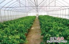 大棚蔬菜如何补光 大棚蔬菜补光灯