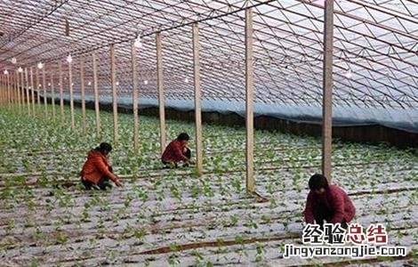 大棚蔬菜如何补光 大棚蔬菜补光灯