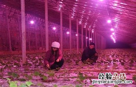 大棚蔬菜如何补光 大棚蔬菜补光灯