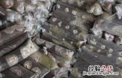 食用菌青霉菌的发生症状及防治措施视频 食用菌青霉菌的发生症状及防治措施