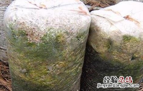 食用菌青霉菌的发生症状及防治措施视频 食用菌青霉菌的发生症状及防治措施
