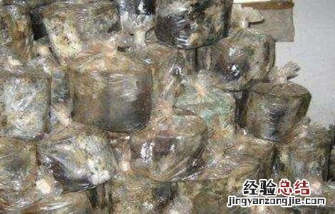 食用菌青霉菌的发生症状及防治措施视频 食用菌青霉菌的发生症状及防治措施