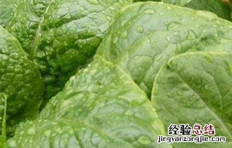 大棚蔬菜氨气中毒的预防措施有 大棚蔬菜氨气中毒的预防措施