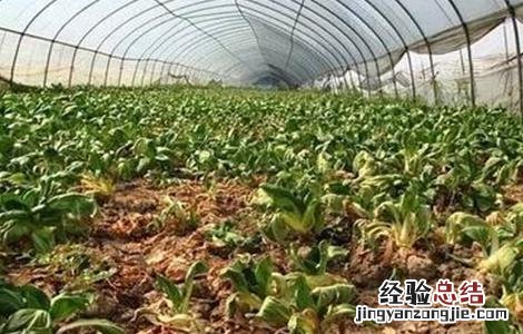 大棚蔬菜氨气中毒的预防措施有 大棚蔬菜氨气中毒的预防措施