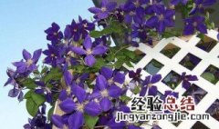 适合新手养殖的铁线莲 最适合新手养的铁线莲