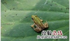 青蛙不是昆虫为什么叫益虫 青蛙为什么属于益虫
