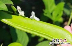 刀豆落花落荚原因及预防措施 豆类蔬菜落花落荚的原因及防治措施