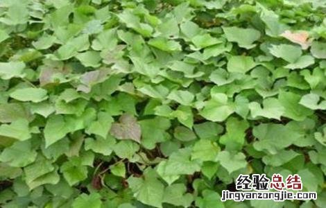 刀豆落花落荚原因及预防措施 豆类蔬菜落花落荚的原因及防治措施