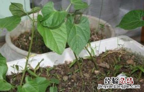 刀豆落花落荚原因及预防措施 豆类蔬菜落花落荚的原因及防治措施