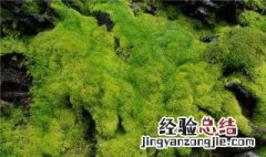 苔藓怎么种在石头上呢 苔藓怎么种在石头上
