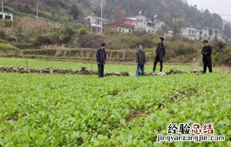 油菜冬季管理技术 油菜冬季管理技术指导小结