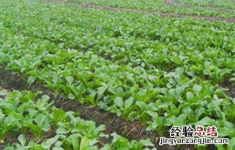 油菜冬季管理技术 油菜冬季管理技术指导小结