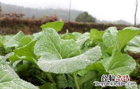 油菜冬季管理技术 油菜冬季管理技术指导小结