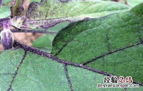 茄子蓟马的防治方法 茄子蓟马的防治方法有哪些