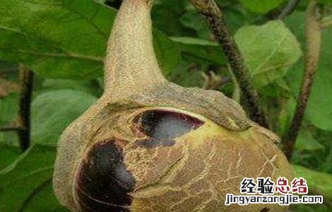 茄子蓟马的防治方法 茄子蓟马的防治方法有哪些