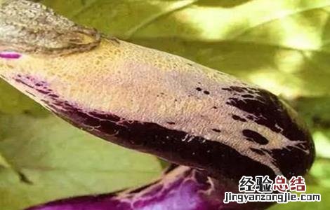 茄子蓟马的防治方法 茄子蓟马的防治方法有哪些