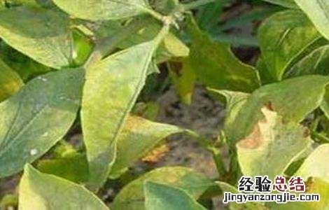 辣椒苗新叶发黄 辣椒苗叶子发黄什么原因