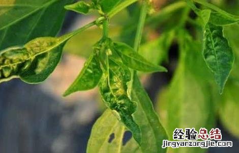 辣椒苗新叶发黄 辣椒苗叶子发黄什么原因