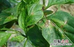 辣椒苗新叶发黄 辣椒苗叶子发黄什么原因