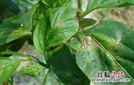 辣椒苗新叶发黄 辣椒苗叶子发黄什么原因