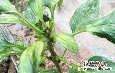 辣椒苗新叶发黄 辣椒苗叶子发黄什么原因