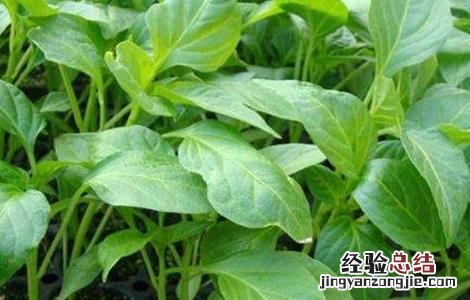如何让辣椒苗长得快一些 如何让辣椒苗长得快