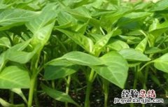 如何让辣椒苗长得快一些 如何让辣椒苗长得快