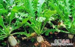 白萝卜裂根原因及防治方法是什么 白萝卜裂根原因及防治方法