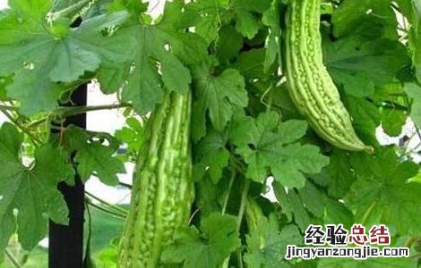 苦瓜盛果期如何管理视频 苦瓜盛果期如何管理