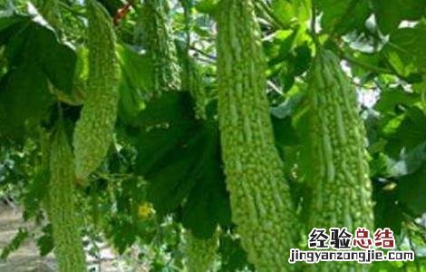 苦瓜盛果期如何管理视频 苦瓜盛果期如何管理