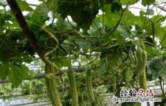 苦瓜盛果期如何管理视频 苦瓜盛果期如何管理